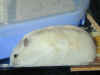 dscn2733.jpg (132651 バイト)