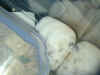 dscn2783.jpg (122055 バイト)