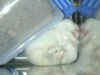 dscn3326.jpg (60628 バイト)