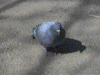 鳩ポッポ パソコンで減色